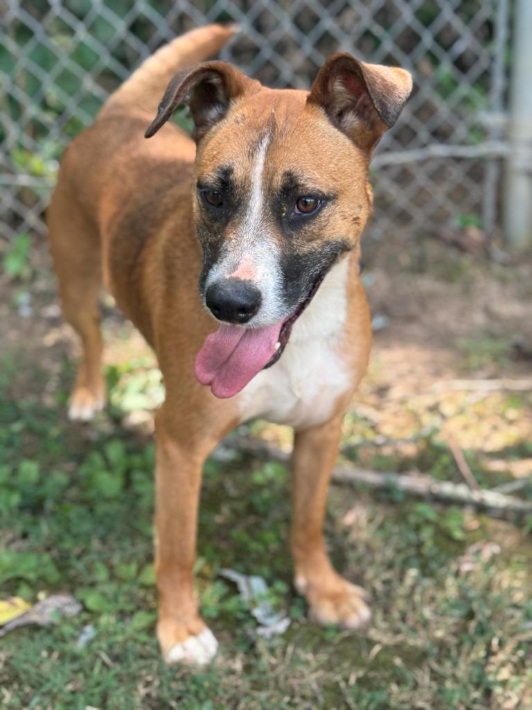 Heaven, a Adoptable mixed breed in Russellville, KY image 2/6