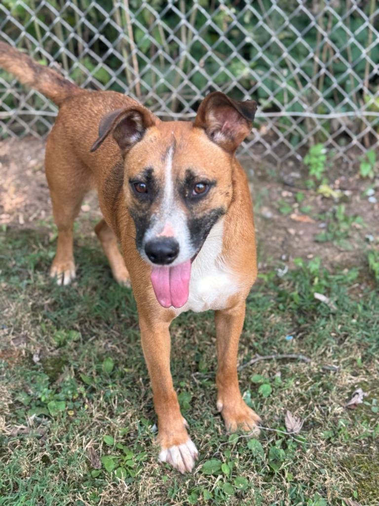 Heaven, a Adoptable mixed breed in Russellville, KY image 3/6