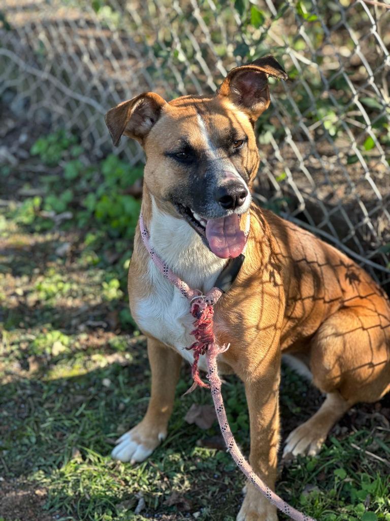 Heaven, a Adoptable mixed breed in Russellville, KY image 4/6