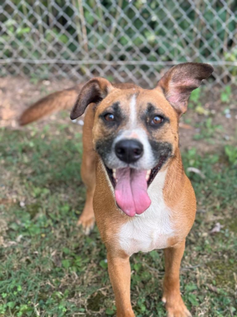 Heaven, a Adoptable mixed breed in Russellville, KY image 5/6