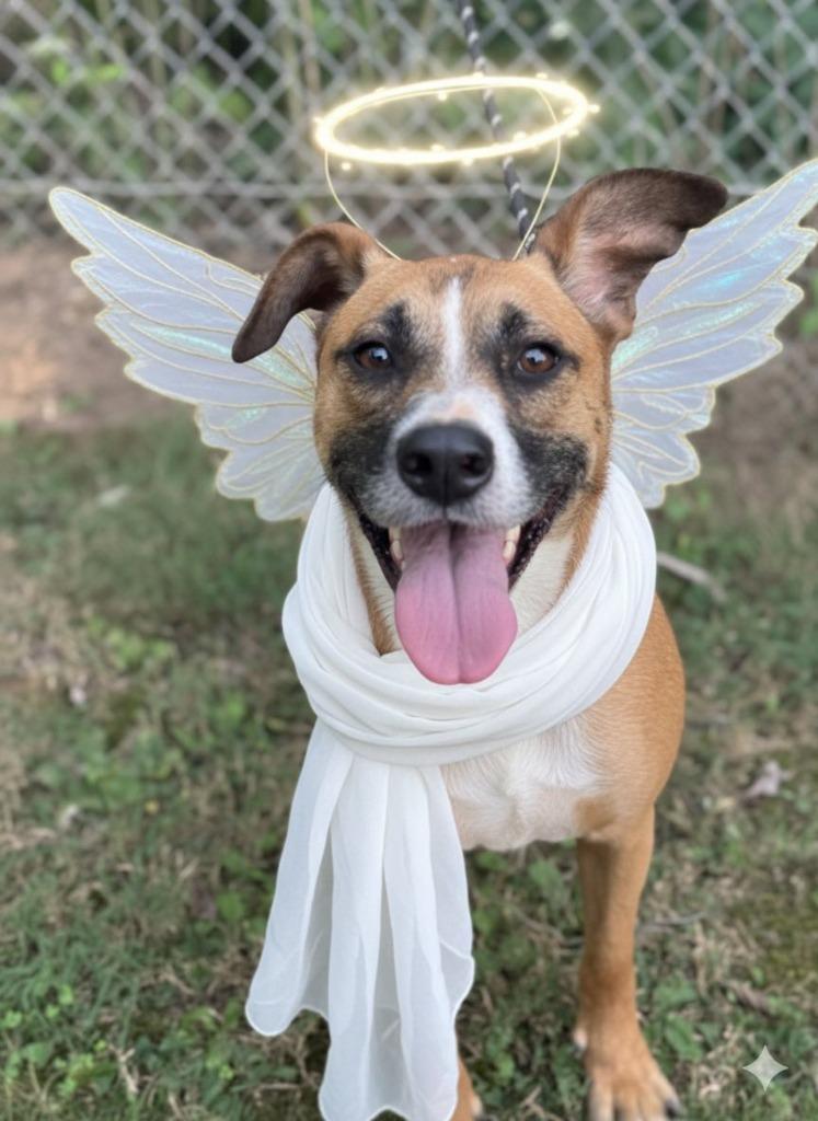 Heaven, a Adoptable mixed breed in Russellville, KY image 6/6