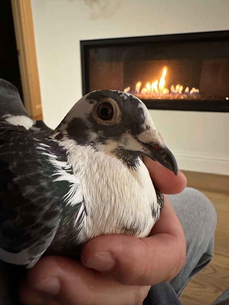 Polka, Adoptable, Adult Female Pigeon.