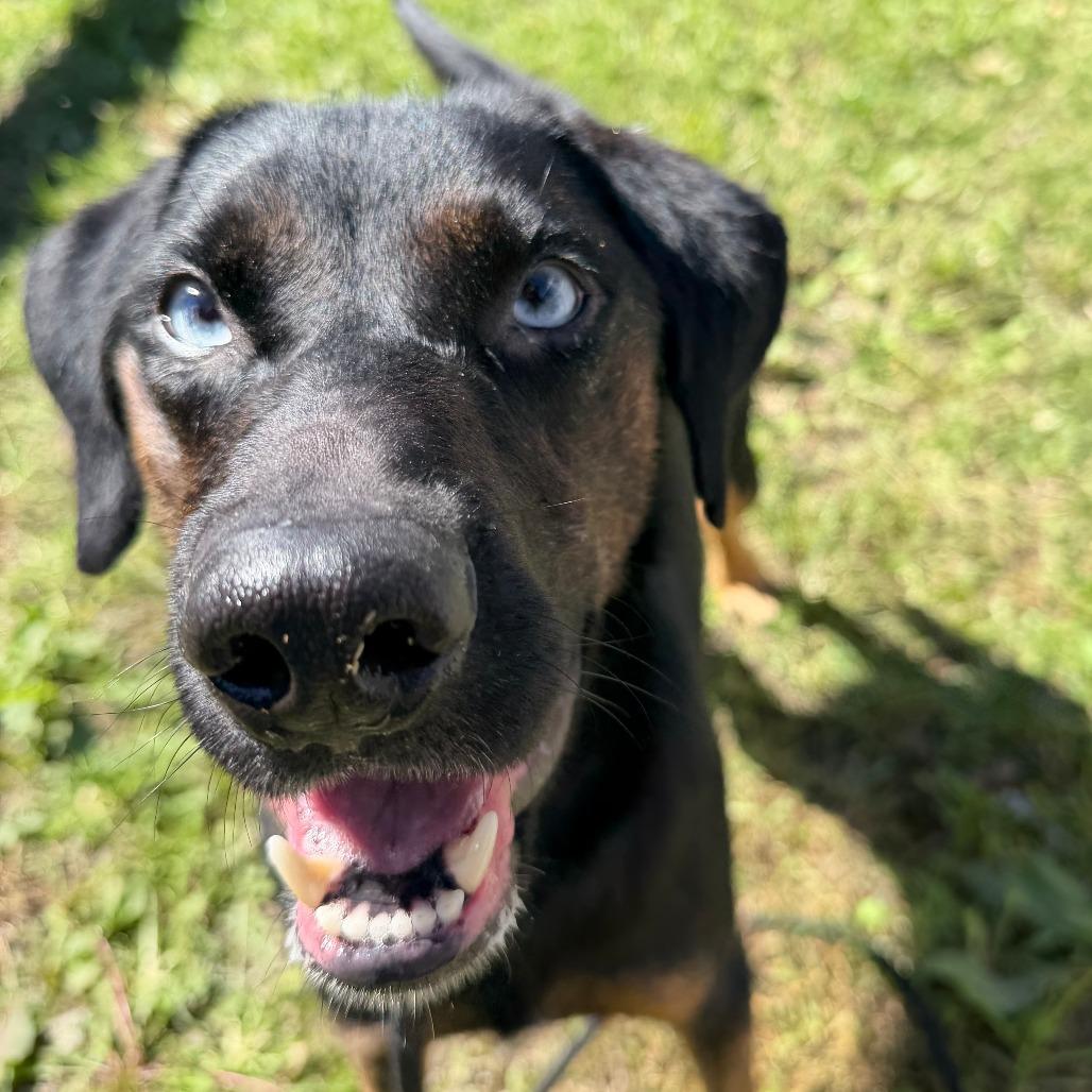 River, Adoptable, Adult Male Australian Shepherd & Mixed Breed.