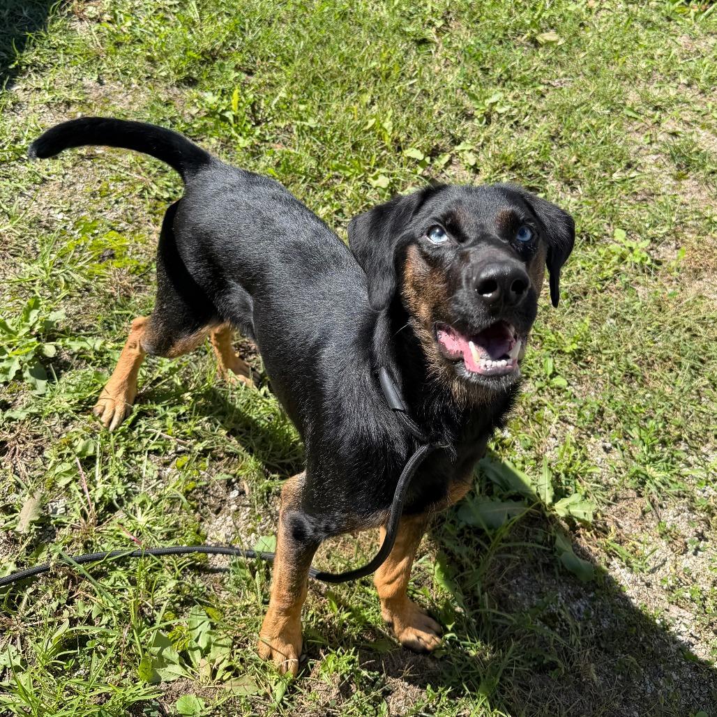 Enlarge River, a Adoptable mixed breed in Dayton, OH image 2/4