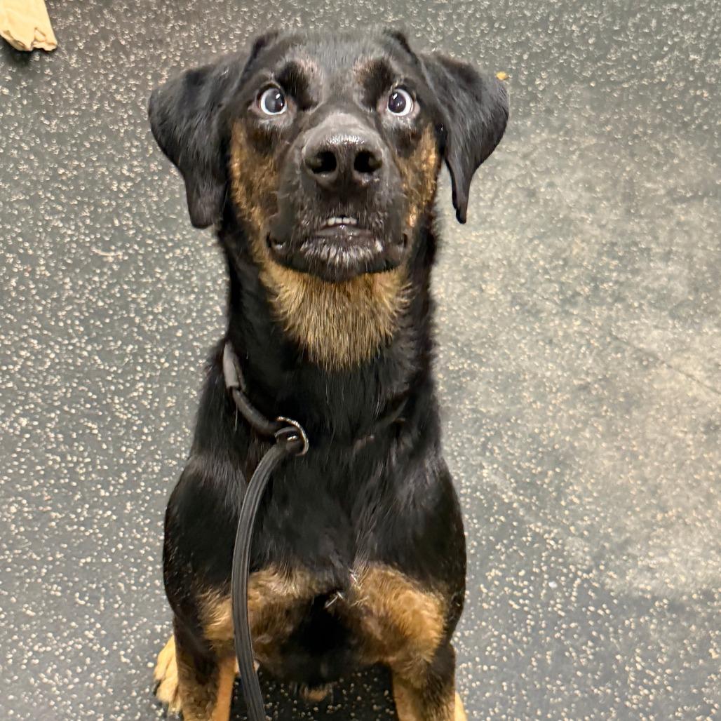 Enlarge River, a Adoptable mixed breed in Dayton, OH image 3/4