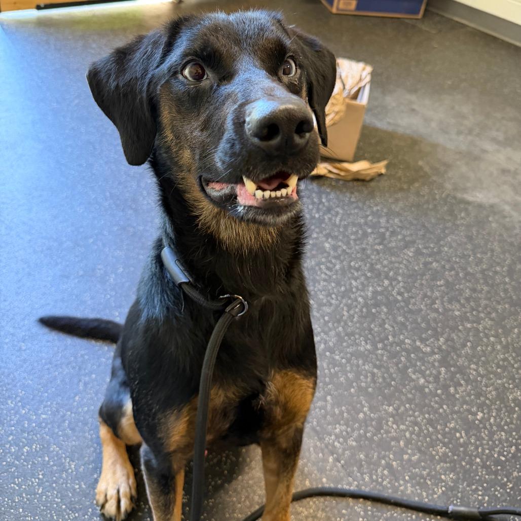 Enlarge River, a Adoptable mixed breed in Dayton, OH image 4/4