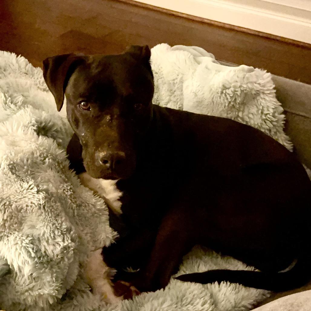 Enlarge Jolene (Adoption Fee SPONSORED!!), a Adoptable Mixed Breed in Alabaster, AL image 1/6