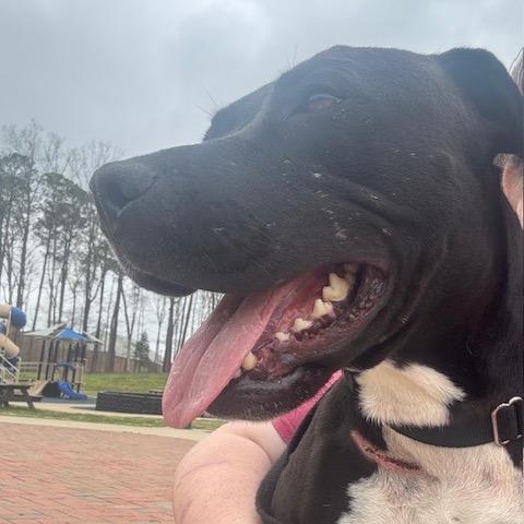 Jolene (Adoption Fee SPONSORED!!), Adoptable, Adult Female Mixed Breed.