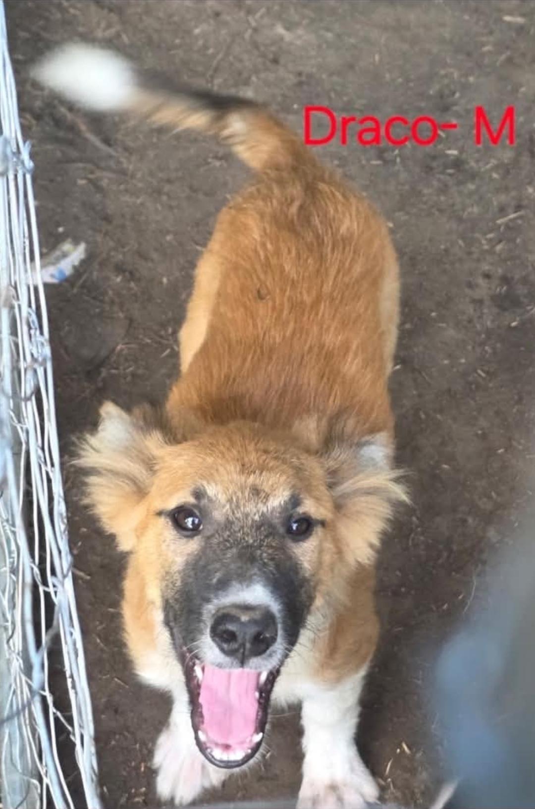 Draco Harry Potter Litter, Adoptable, Puppy Male German Shepherd Dog & Chihuahua.