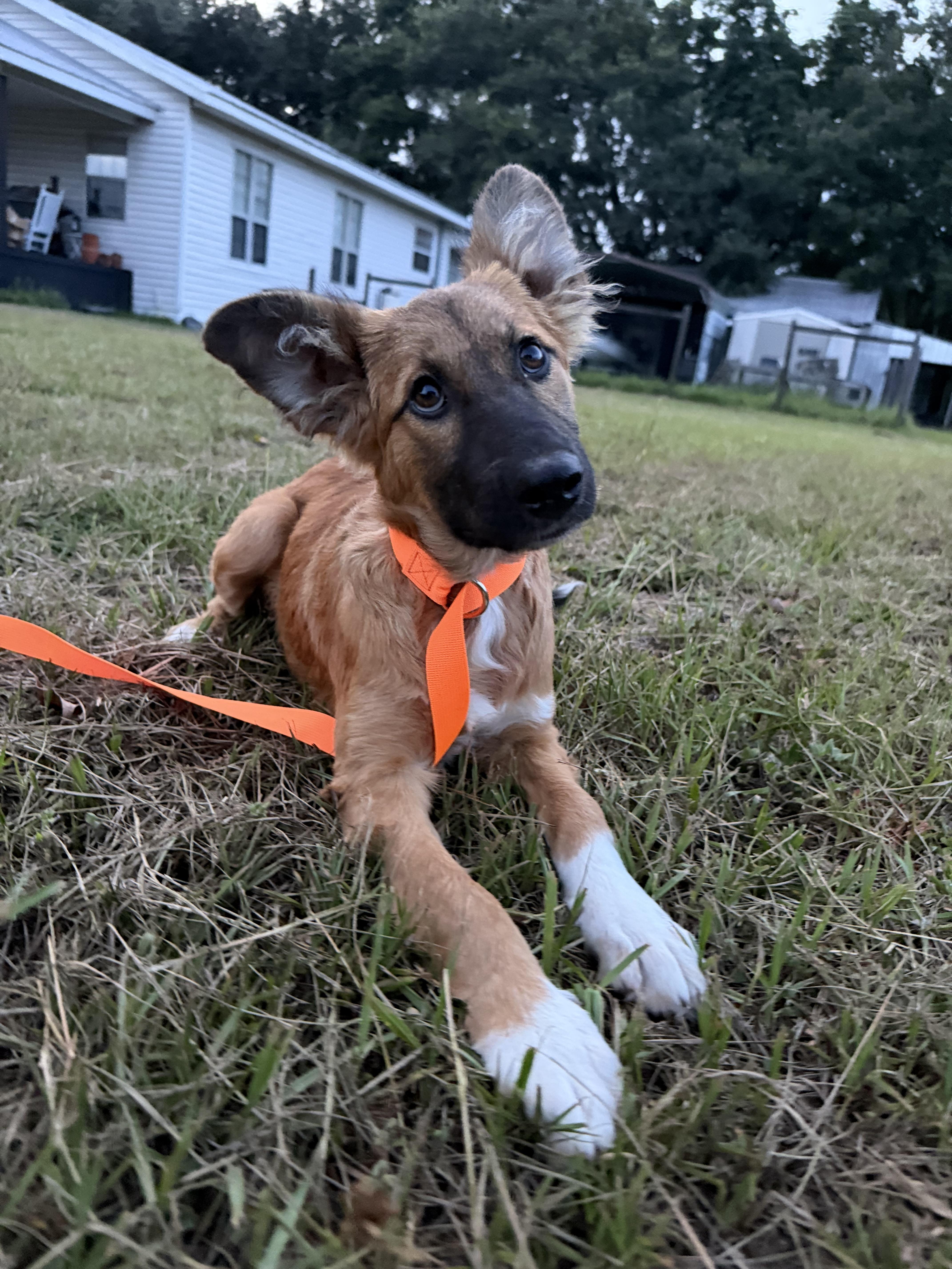 Draco Harry Potter Litter, a Adoptable mixed breed in Bradenton, FL image 2/4