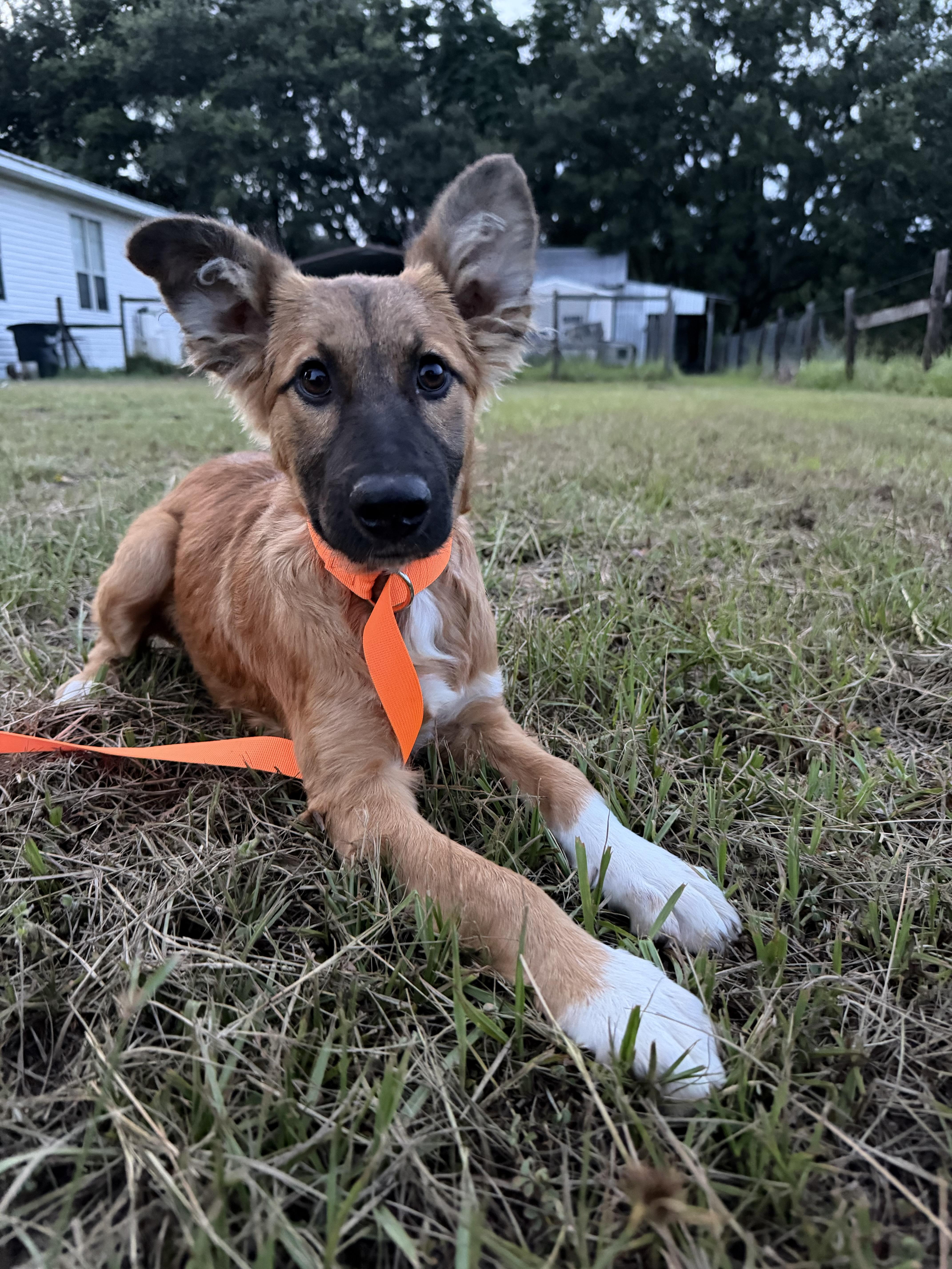 Draco Harry Potter Litter, a Adoptable mixed breed in Bradenton, FL image 3/4