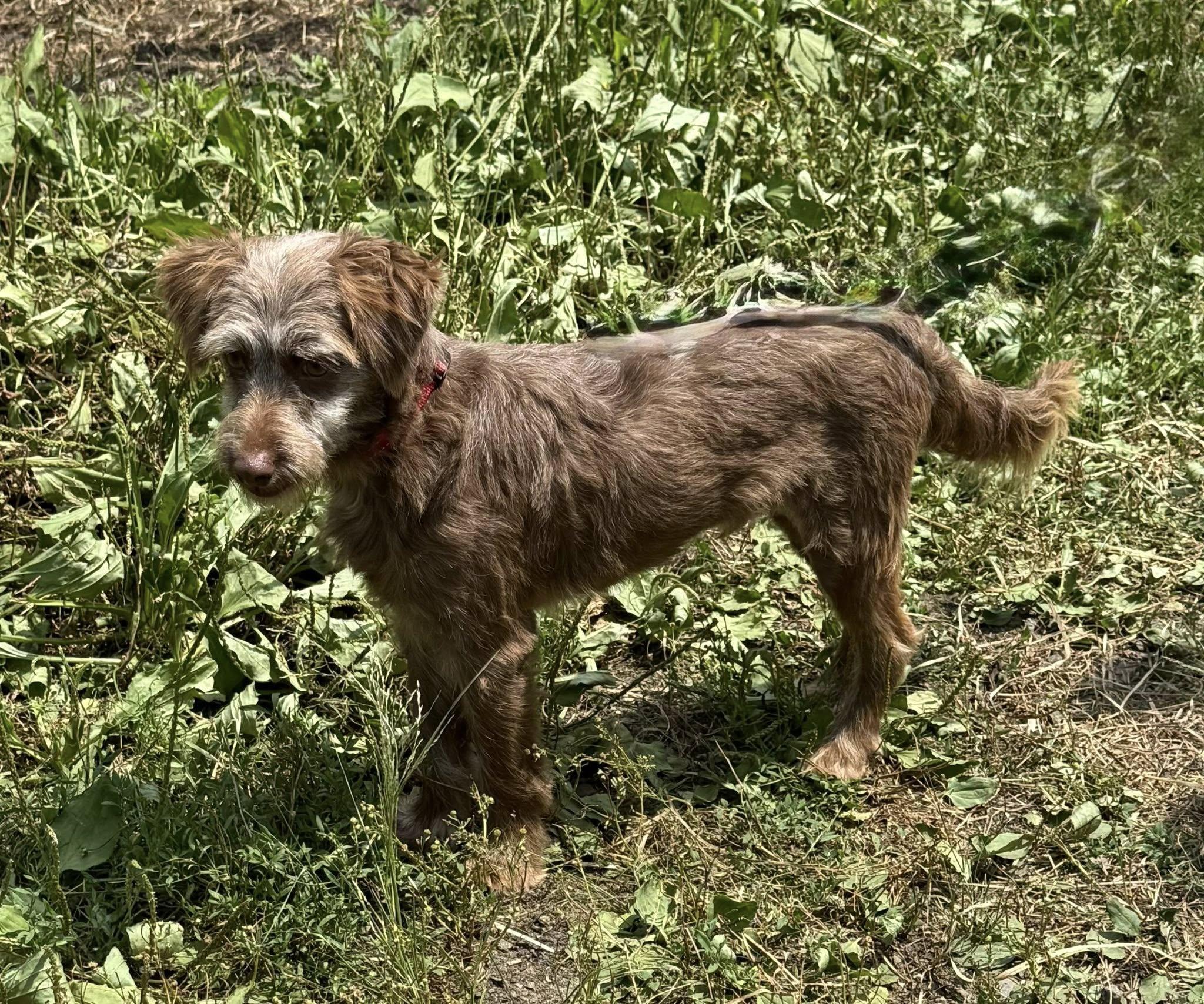 Alfalfa, Young Male unknown