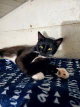 Enlarge Jack, a Adoptable Domestic Short Hair in Manhattan, KS image 3/3