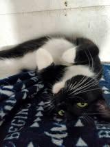 Enlarge Jack, a Adoptable Domestic Short Hair in Manhattan, KS image 2/3