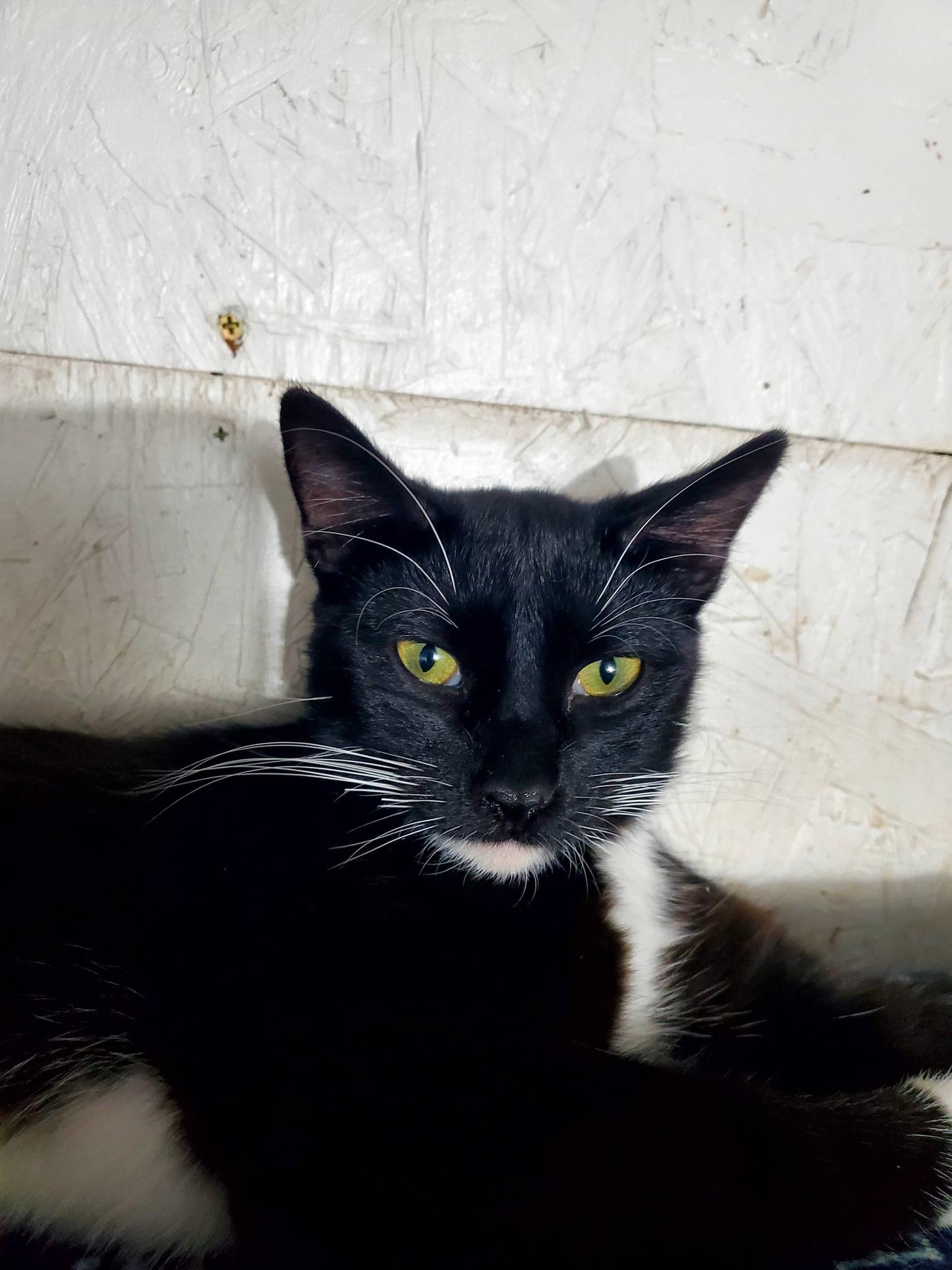 Jack, Adoptable, Young Male Domestic Short Hair.