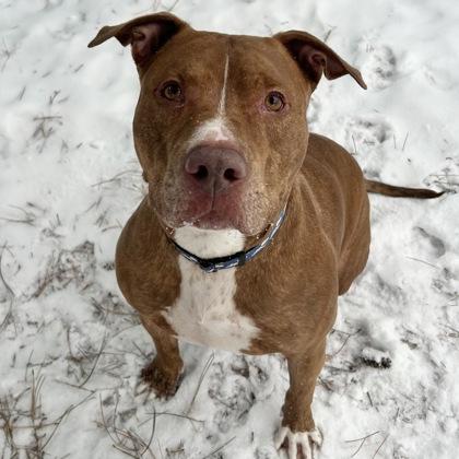 Enlarge Chance, a ADOPTABLE mixed breed in Lansing, MI image 3/6