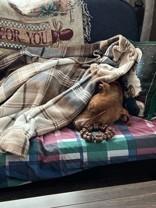 Enlarge Chance, a ADOPTABLE mixed breed in Lansing, MI image 6/6