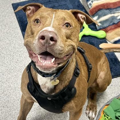 Chance, a ADOPTABLE mixed breed in Lansing, MI image 1/6