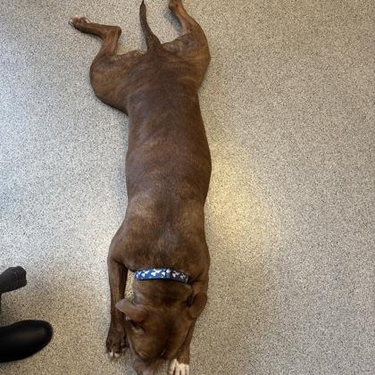 Enlarge Chance, a ADOPTABLE mixed breed in Lansing, MI image 4/6