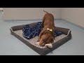 Chance, a ADOPTABLE mixed breed in Lansing, MI image 6/6