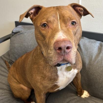 Enlarge Chance, a ADOPTABLE mixed breed in Lansing, MI image 1/6