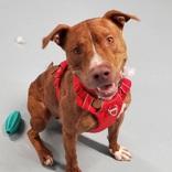 Chance, ADOPTABLE, Adult Male Mixed Breed.