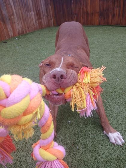 Enlarge Chance, a ADOPTABLE mixed breed in Lansing, MI image 2/6