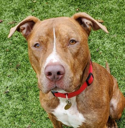 Chance, ADOPTABLE, Adult Male Mixed Breed.