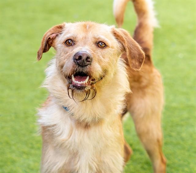 TANNER, Adoptable, Adult Male Airedale Terrier & Mixed Breed.