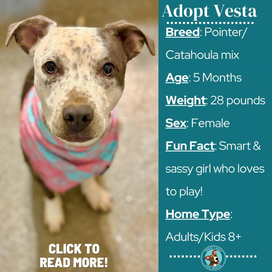 Vesta, Adoptable, Puppy Female Catahoula Leopard Dog & Mixed Breed.