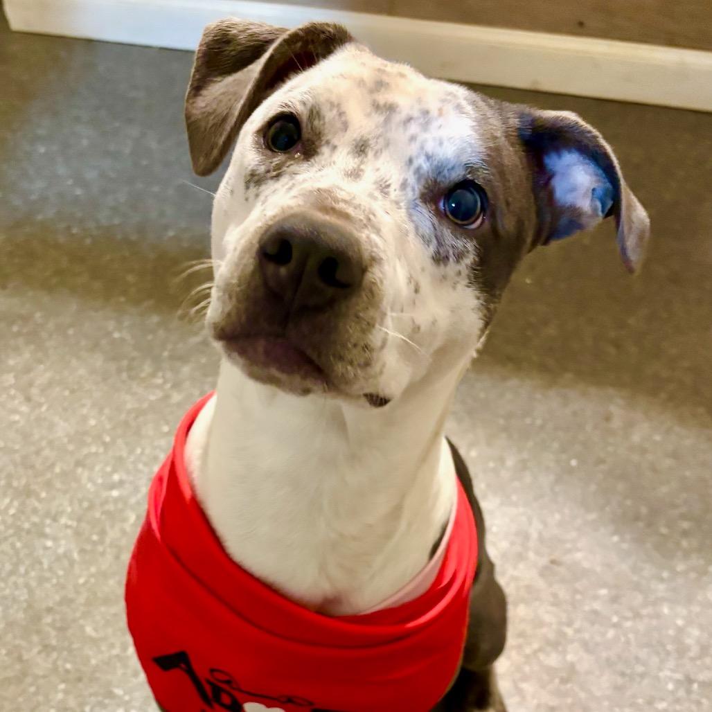 Enlarge Vesta, a Adoptable mixed breed in Metamora, MI image 3/6