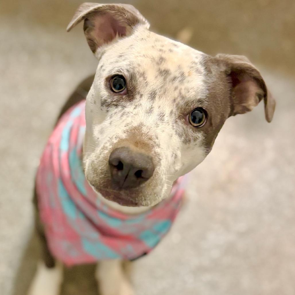 Enlarge Vesta, a Adoptable mixed breed in Metamora, MI image 5/6