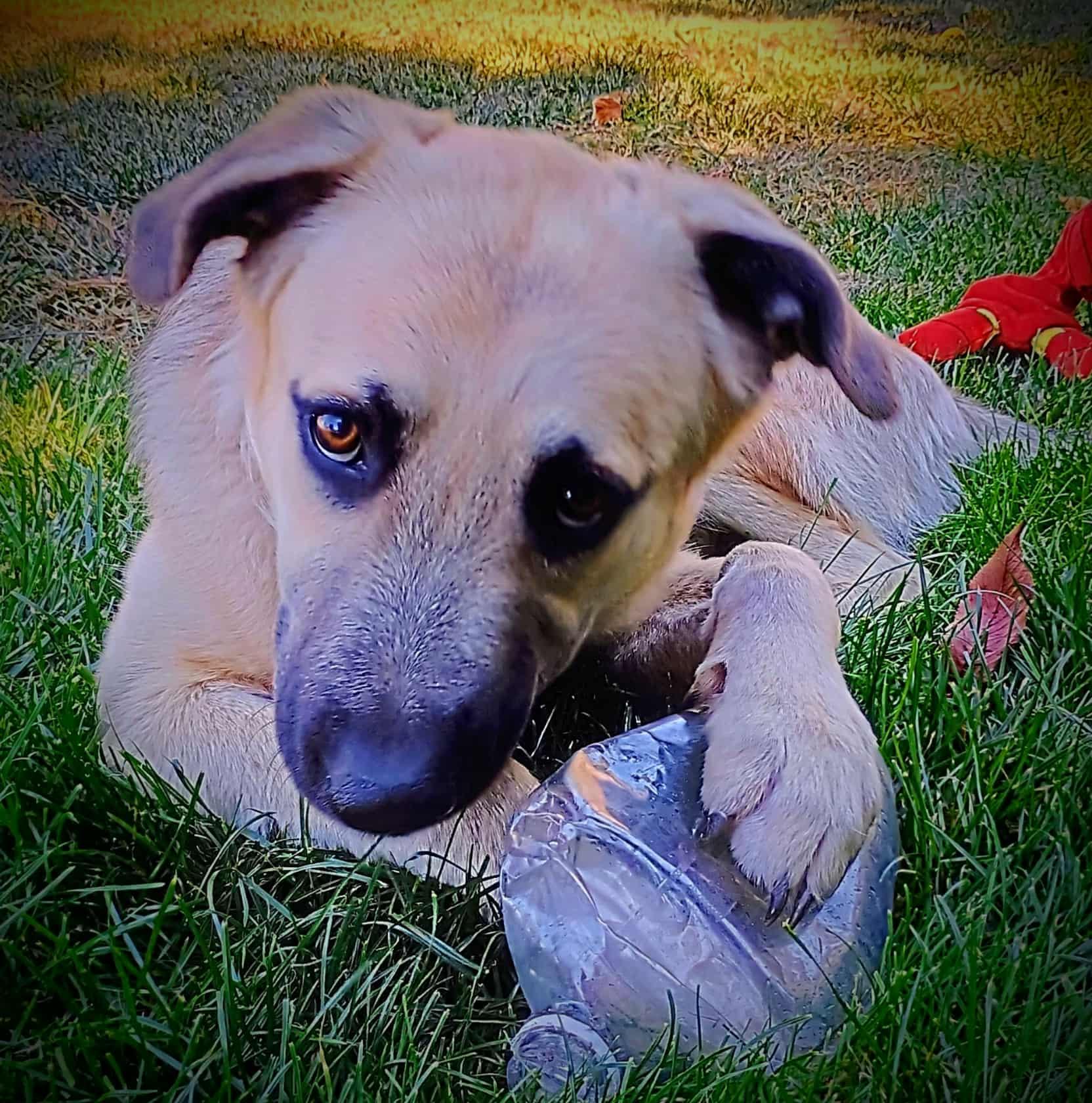 Enlarge LESTER, a ADOPTABLE mixed breed in Yakima, WA image 1/6