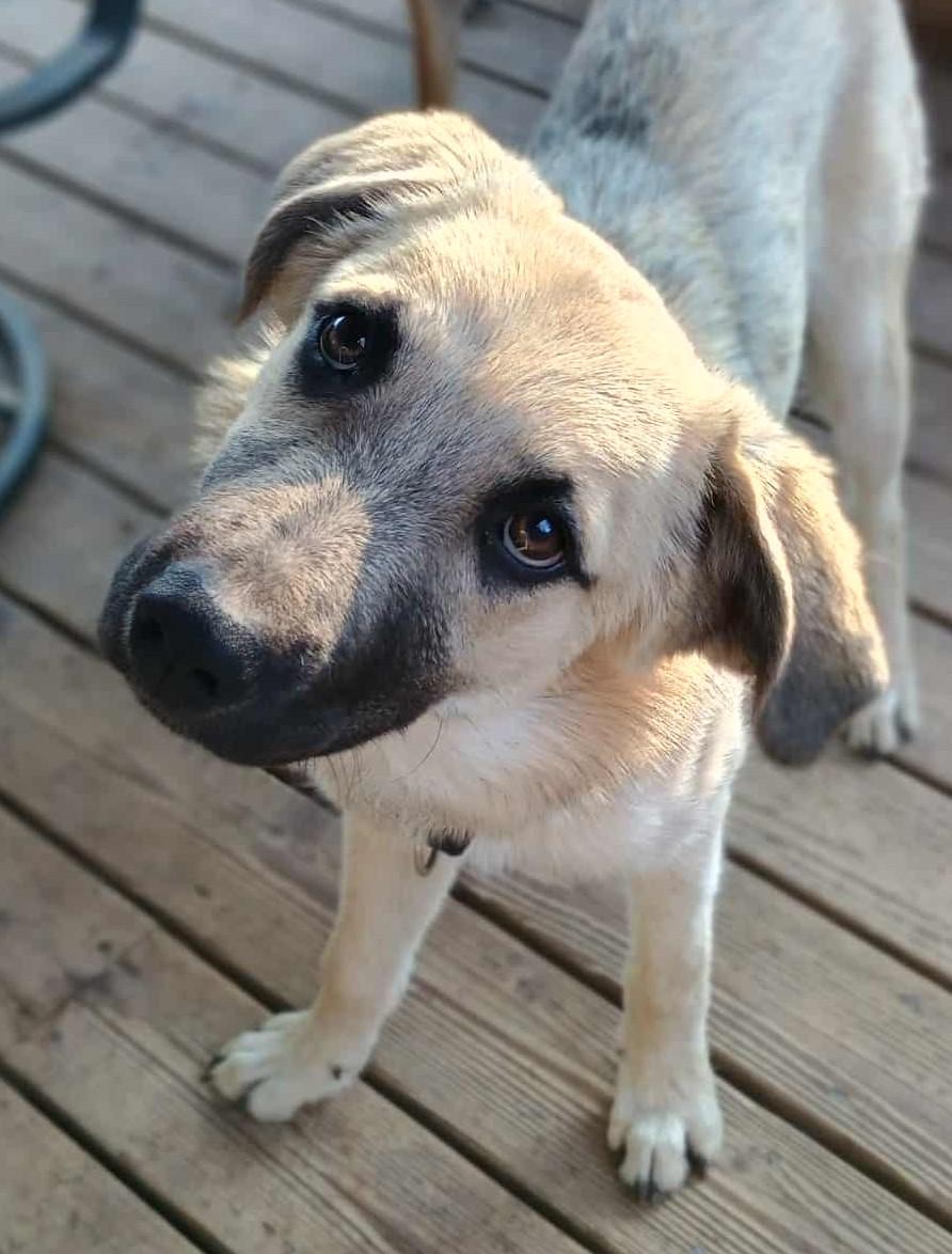 Enlarge LESTER, a ADOPTABLE mixed breed in Yakima, WA image 3/6