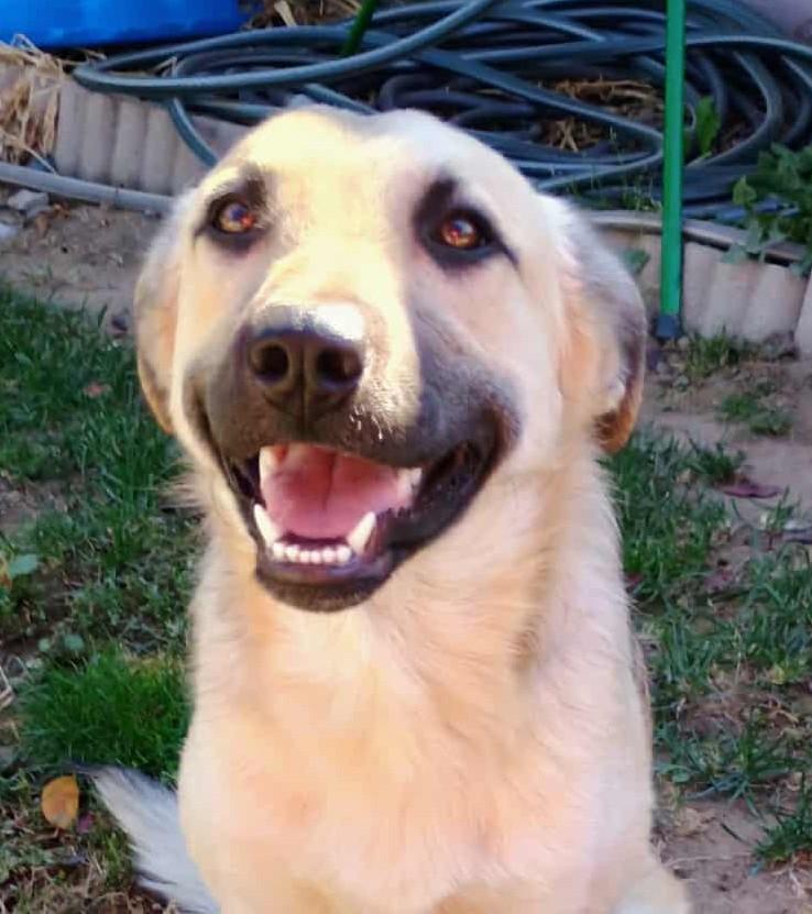 Enlarge LESTER, a ADOPTABLE mixed breed in Yakima, WA image 4/6