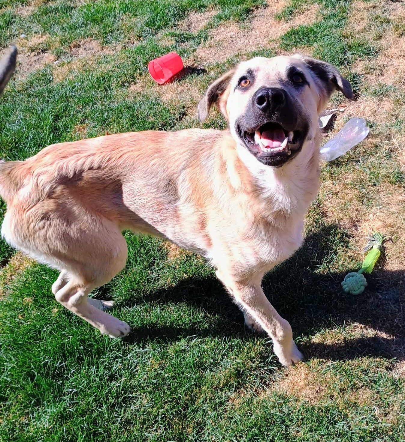 LESTER, ADOPTABLE, Puppy Male Anatolian Shepherd & Shepherd.