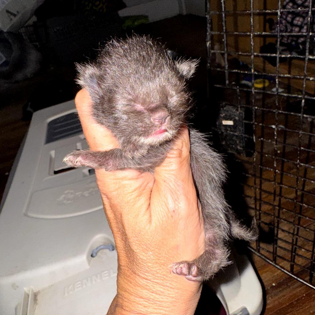 Candy Socks, Adoptable, Kitten Female Domestic Medium Hair.