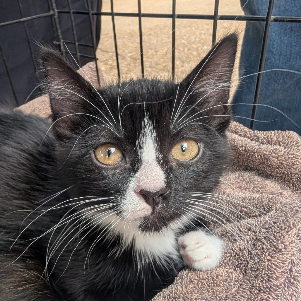 Candy Socks, a Adoptable Domestic Medium Hair in West Plains, MO image 2/2