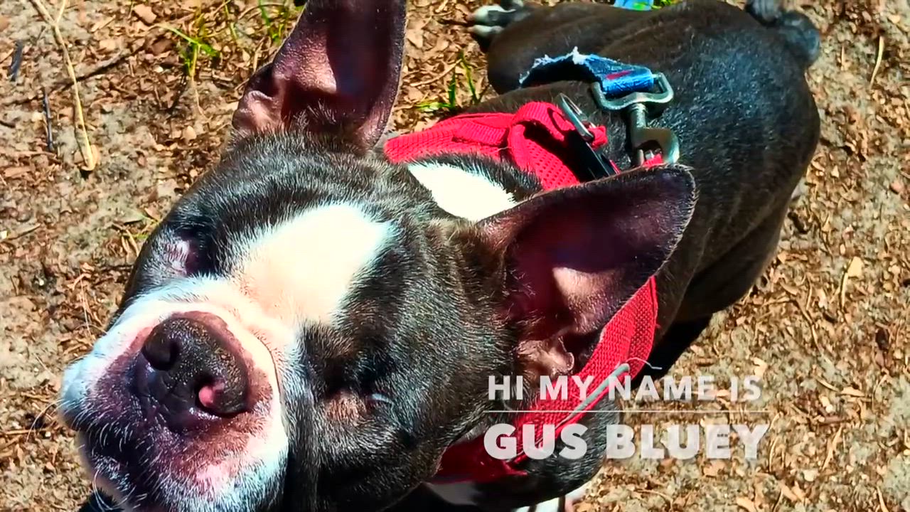 Enlarge Gus, a Adoptable Boston Terrier in Lake Mary, FL video 1/2