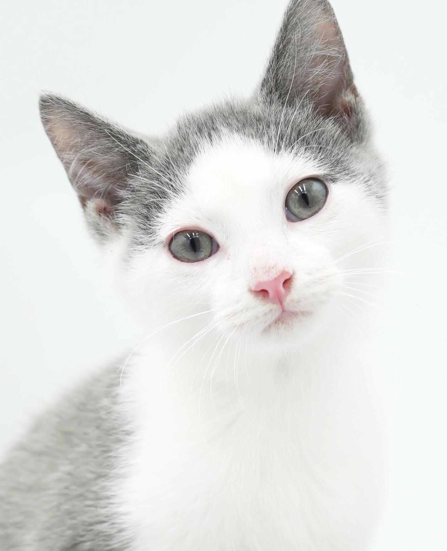 Cats & Kittens for Adoption in Jefferson Valley, NY | Petfinder