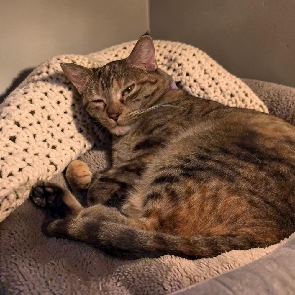 Enlarge Menchi (Perch), a Adoptable mixed breed in Bellevue, NE image 2/6