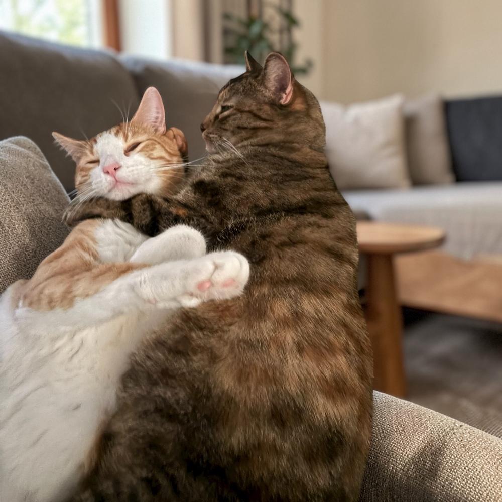 Enlarge Menchi (Perch), a Adoptable mixed breed in Bellevue, NE image 3/6