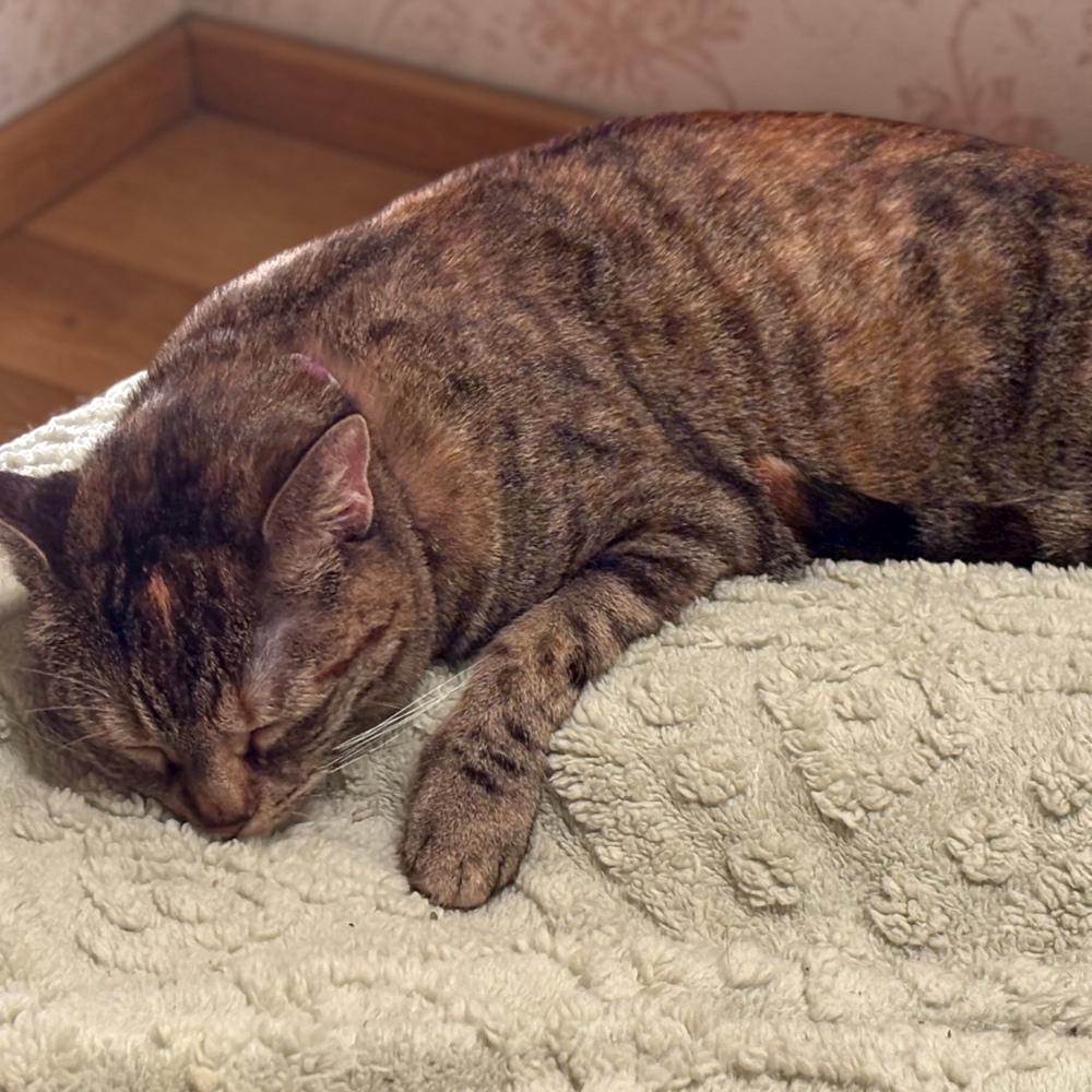 Enlarge Menchi (Perch), a Adoptable mixed breed in Bellevue, NE image 4/6