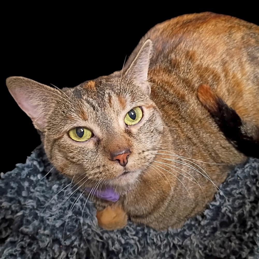 Enlarge Menchi (Perch), a Adoptable mixed breed in Bellevue, NE image 5/6