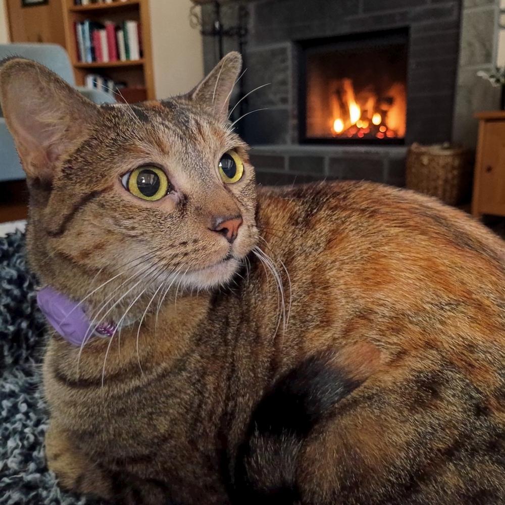 Enlarge Menchi (Perch), a Adoptable mixed breed in Bellevue, NE image 6/6