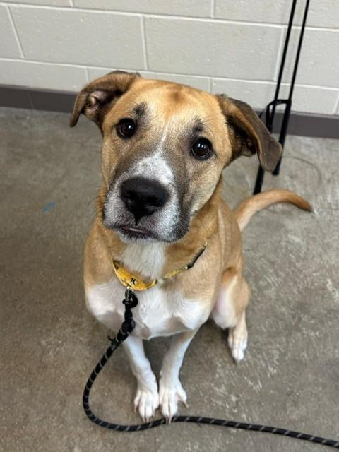 BUSTER, Adoptable, Adult Male Labrador Retriever & Mixed Breed.