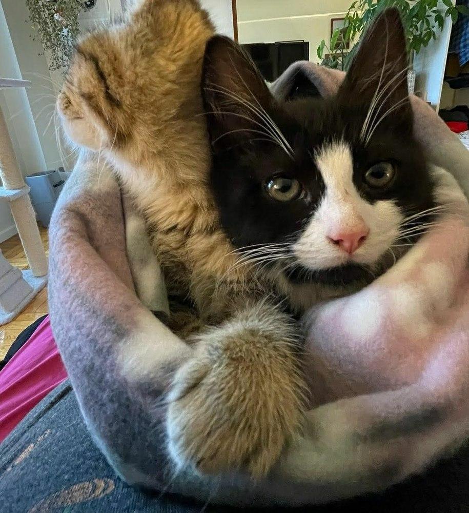 Soul, Adopted, Kitten Male Domestic Short Hair & Domestic Short Hair.