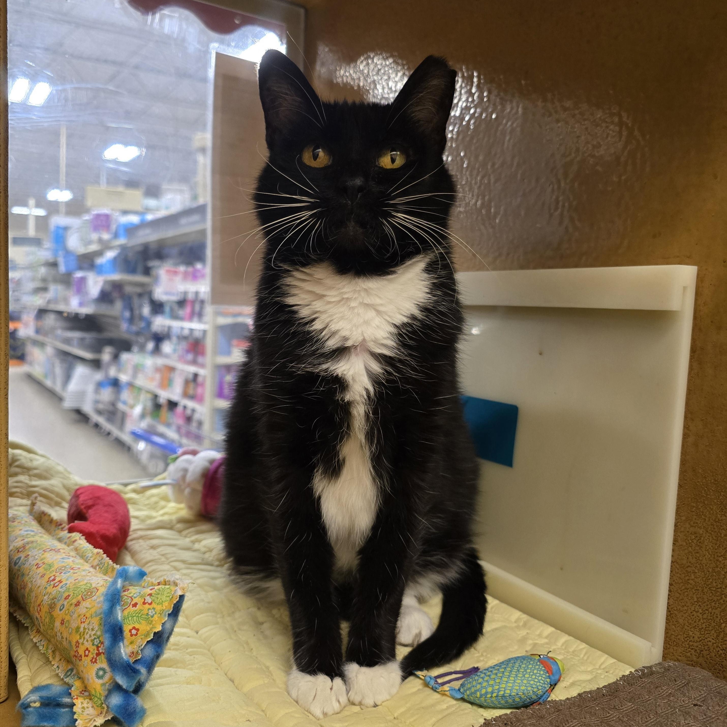 Mittens, Adoptable, Young Female Domestic Short Hair.