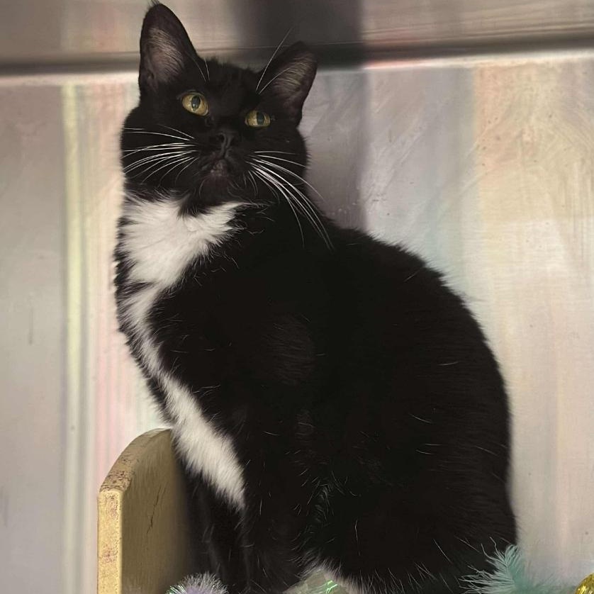 Enlarge Mittens, a Adoptable Domestic Short Hair in Warr Acres, OK image 3/3