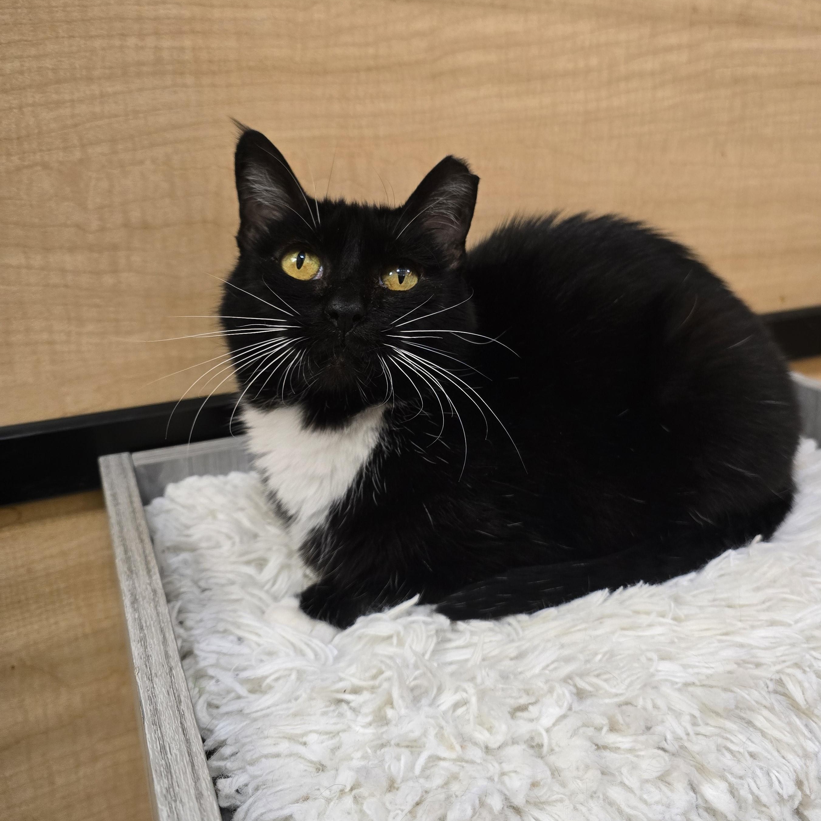 Enlarge Mittens, a Adoptable Domestic Short Hair in Warr Acres, OK image 2/3